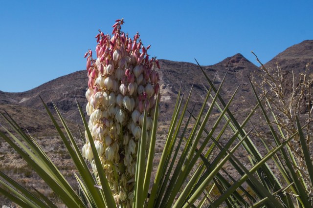 Yucca plant in bloom