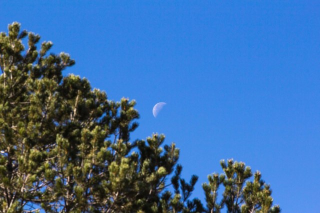 Juniper with half moon