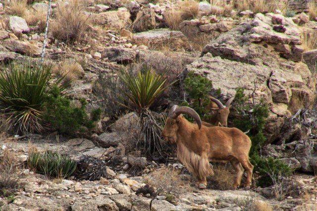 Barbary sheep on cliff