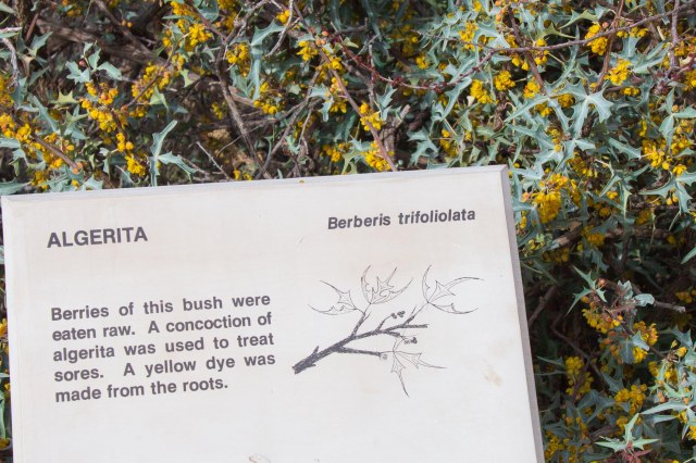 Algerita shrub with green leaves and yellow flowers and sign