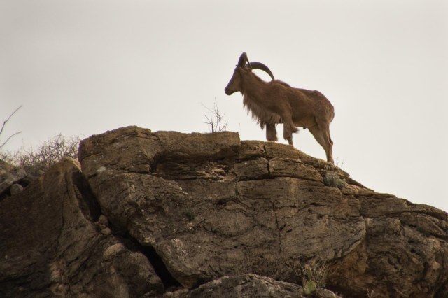 Barbary sheep standing sentry