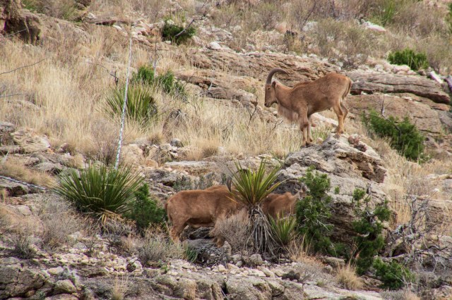 Barbary sheep on cliff