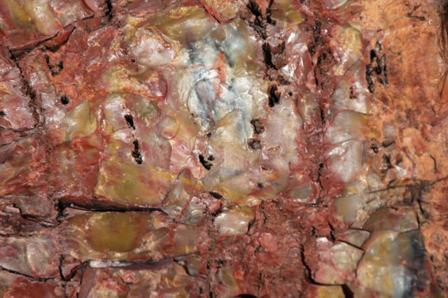 Close up of petrified wood quartz