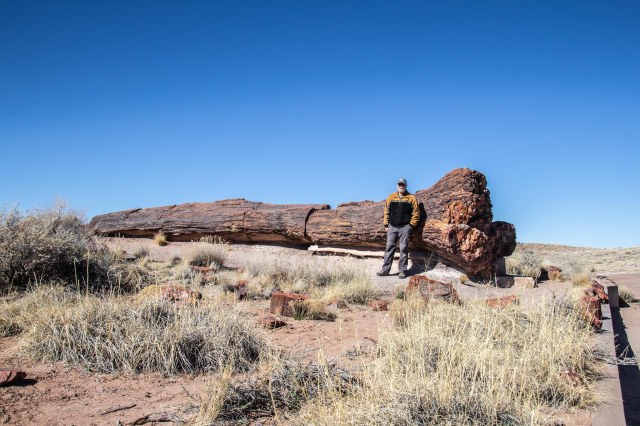 Man standing next to petrified wood log