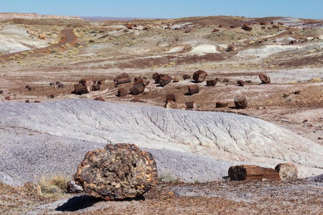 Petrified wood logs scattered around hills