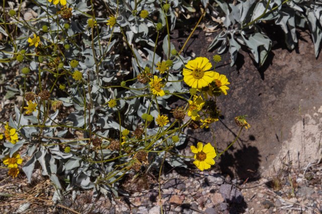 Yellow desert flower
