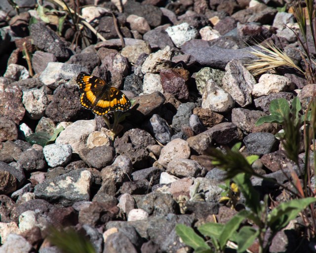 Brown and yellow butterfly on rocks
