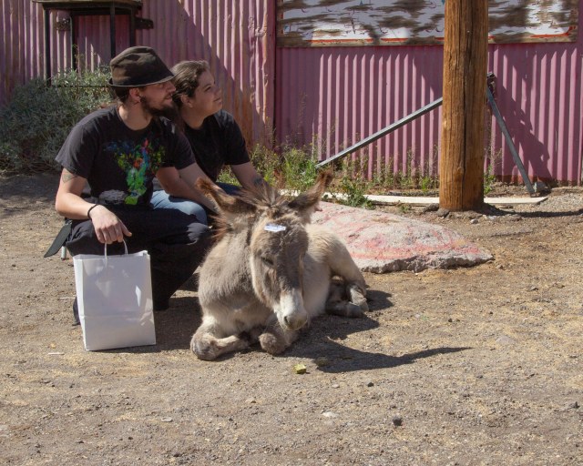 Couple petting a burro