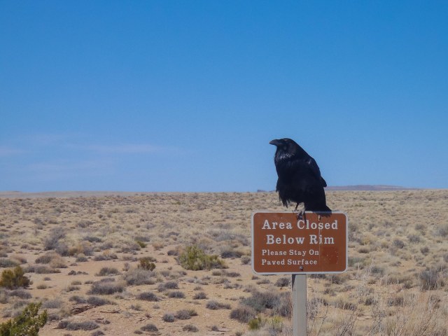 Blue sky with raven on top of area closed sign