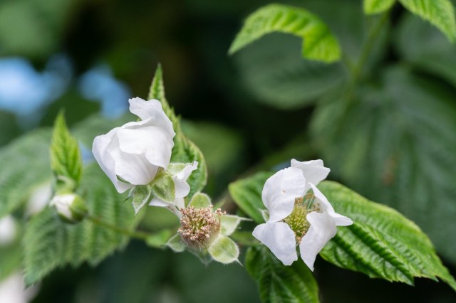 Boysenberry blossoms on the bush