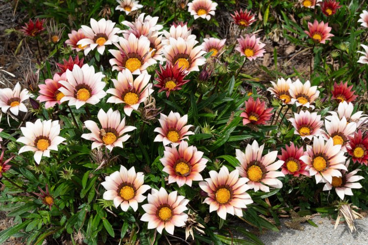 Many gerbera daisies in a flower bed