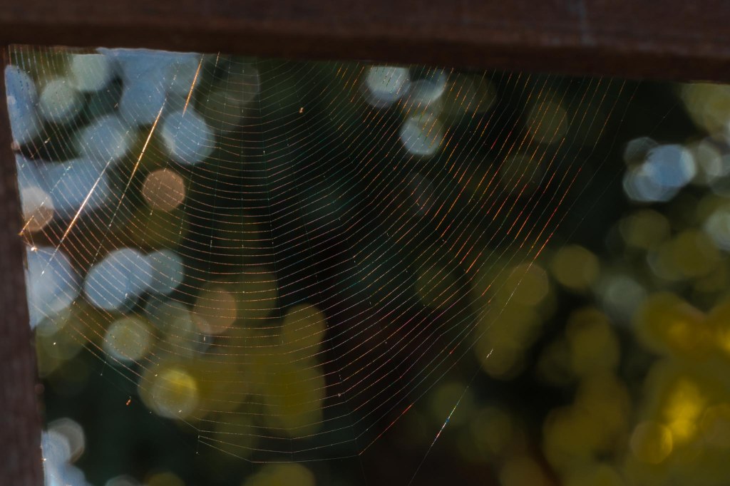 Half circular spiderweb in labyrinth pattern