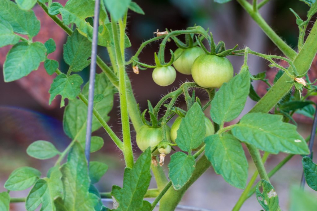 Green tomatoes on the vine