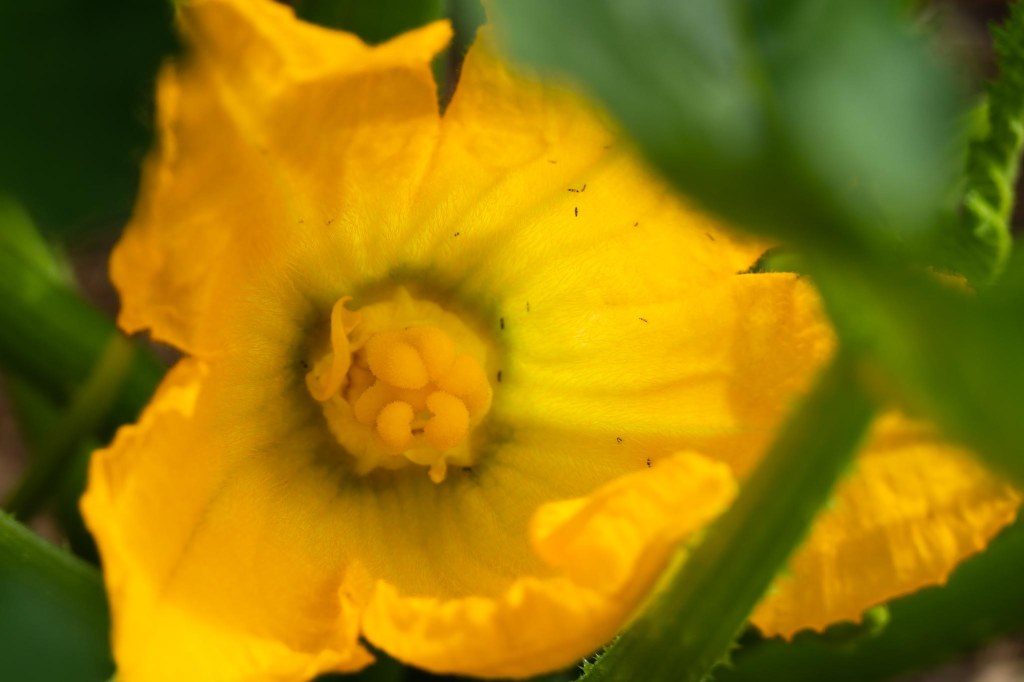 Open yellow zucchini blossom