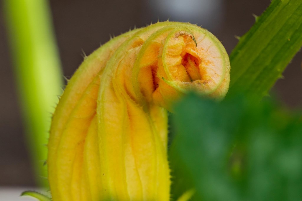 Closed yellow zucchini blossom