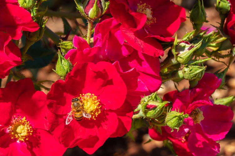 Red heirloom roses plus bee 