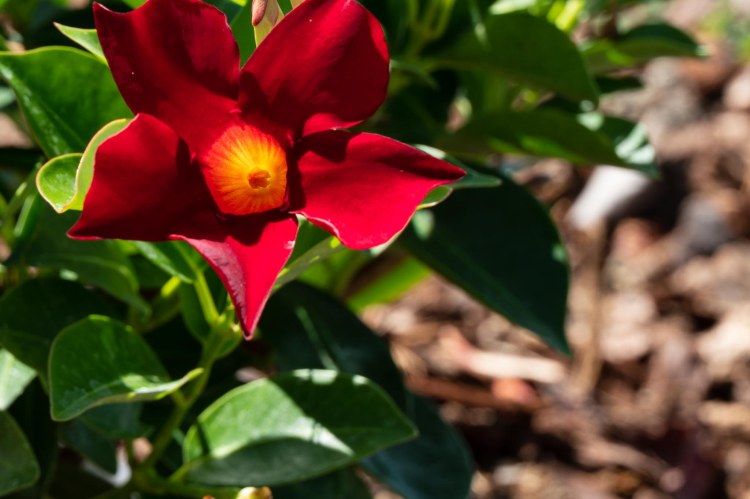Red flower and green leaves