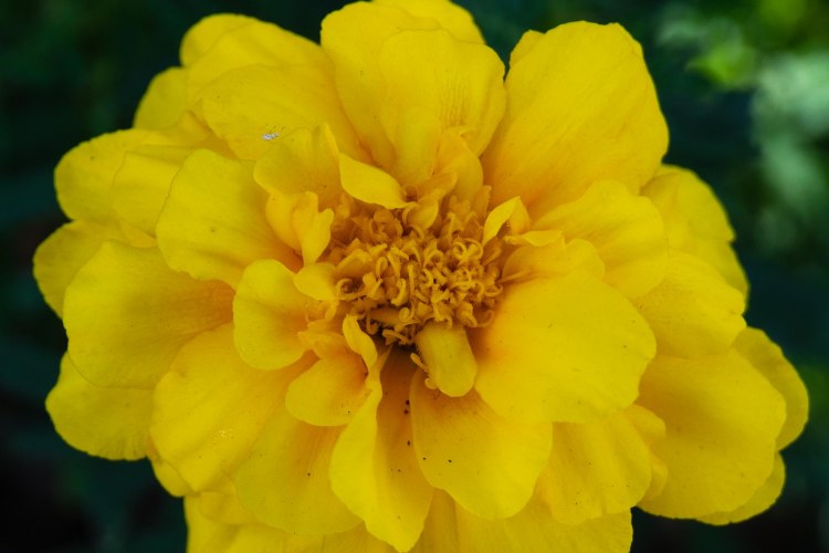 Yellow marigold flower