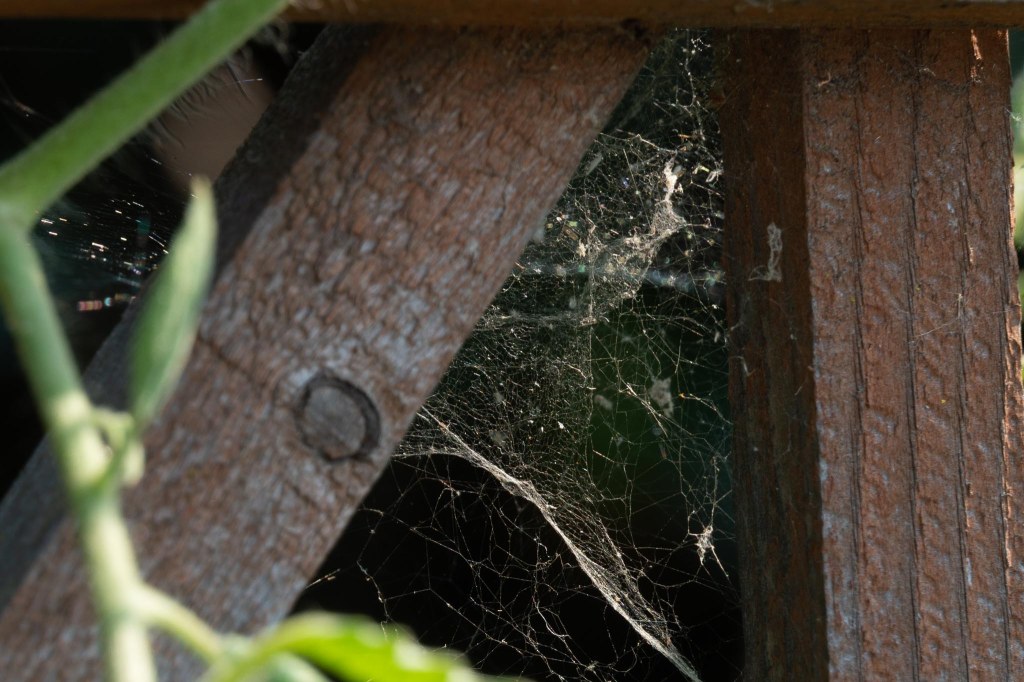 Spider web in triangle shape