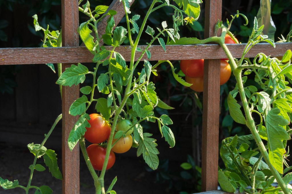 Tomatoes on the vine entwined on wood support