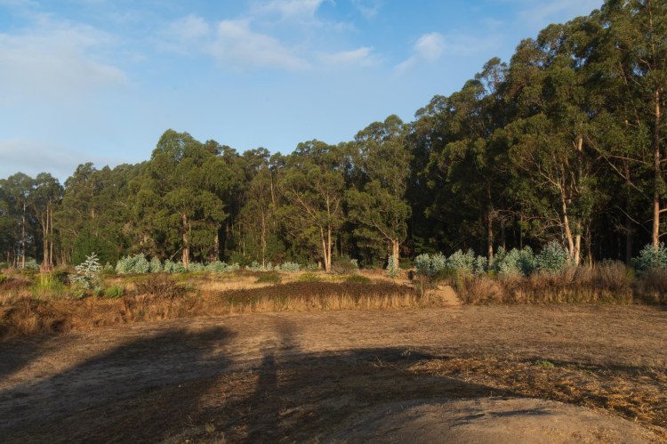 Stand of eucalyptus trees, tall grasses, and mowed are in foreground