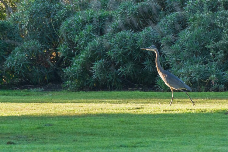 Great blue heron strutting across green grass