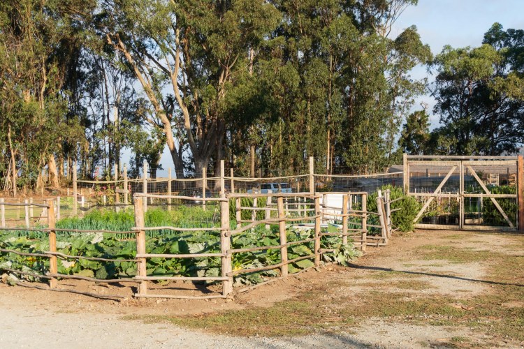 Vegetable garden