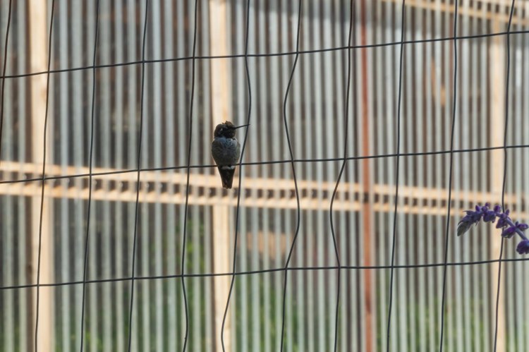 Humming bird sitting on a wire fence
