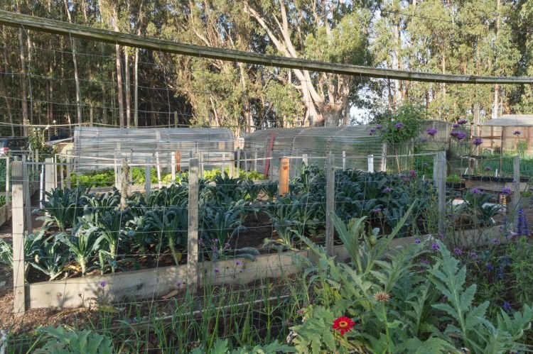 Vegetable and flower garden