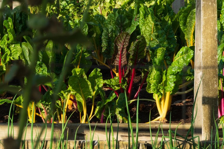 Vegetable garden of swiss and red chard