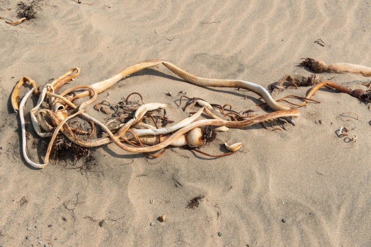 Dried bull whip kelp on sand