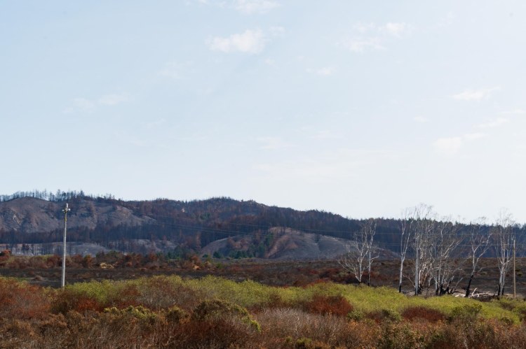Landscape of green grasses in foreground, burned trees, and fire scared hills