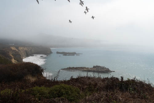 Foggy view of coastline and flying birds