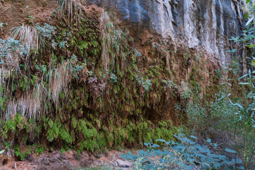 Ferns clinging to a cliff