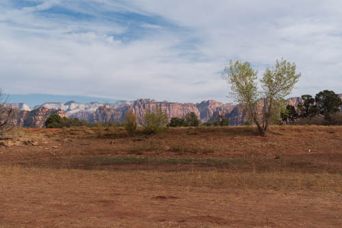 View of V-shaped tree and Zion NP mountains