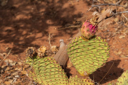 Prickly pear with bloom