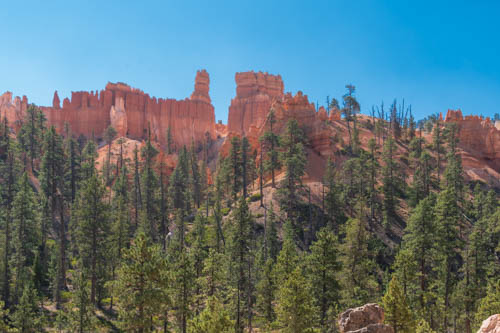 View of rock formations above pine forest