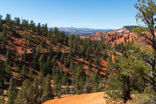 Pine trees on red mountains and more mountains in the distance.