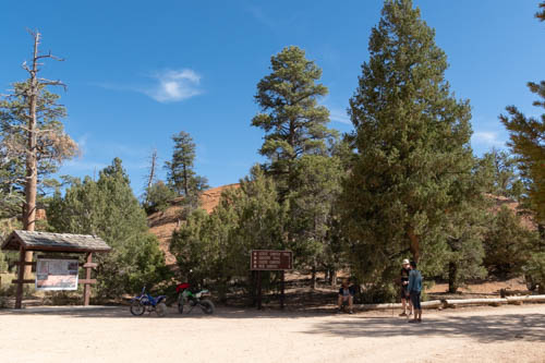 Blue sky and hikers standing near pine trees