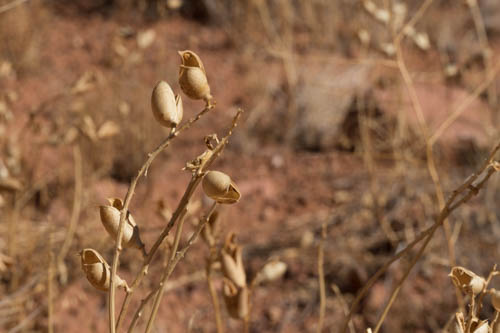 Dried Fourwing Saltbrush