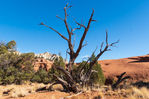 Dead Bristlecone pine tree against red rock formation and blue sky