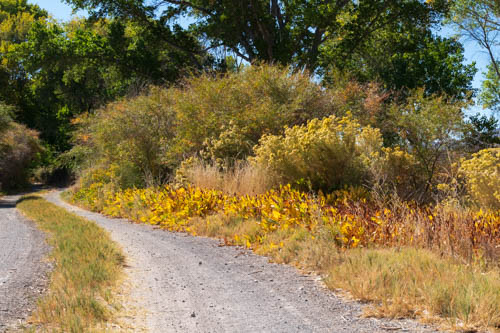 Yellowed plants lining a gravel trail