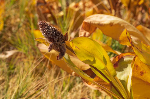 Yerba Mansa plant and spent flower