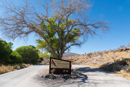 Tree, dirt road, and sign for Pahranagat National Wildlife Refuge