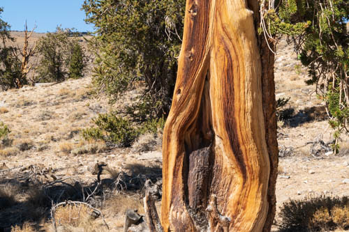 Fire damaged bristlecone pine tree trunk