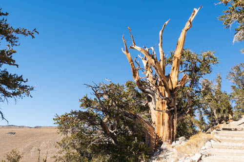 Ancient bristlecone pine tree
