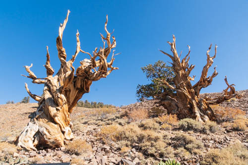 Ancient bristlecone pine trees