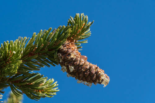 Bristlecone pinecone and needles