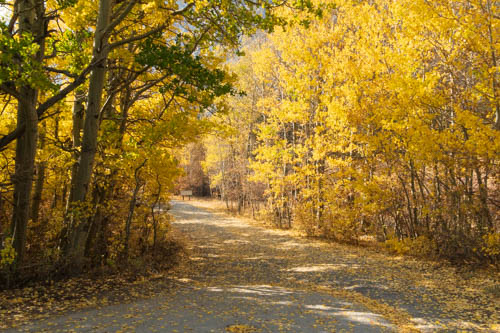 Yellow-leafed trees line a road