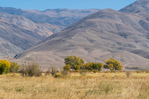 Landscape of yellow dry grass, trees and mountains in the background